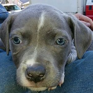 Meet your Posher, Dawn